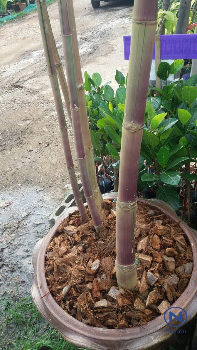 ไผ่ซางสีชมพูแห่งแรกของโลก