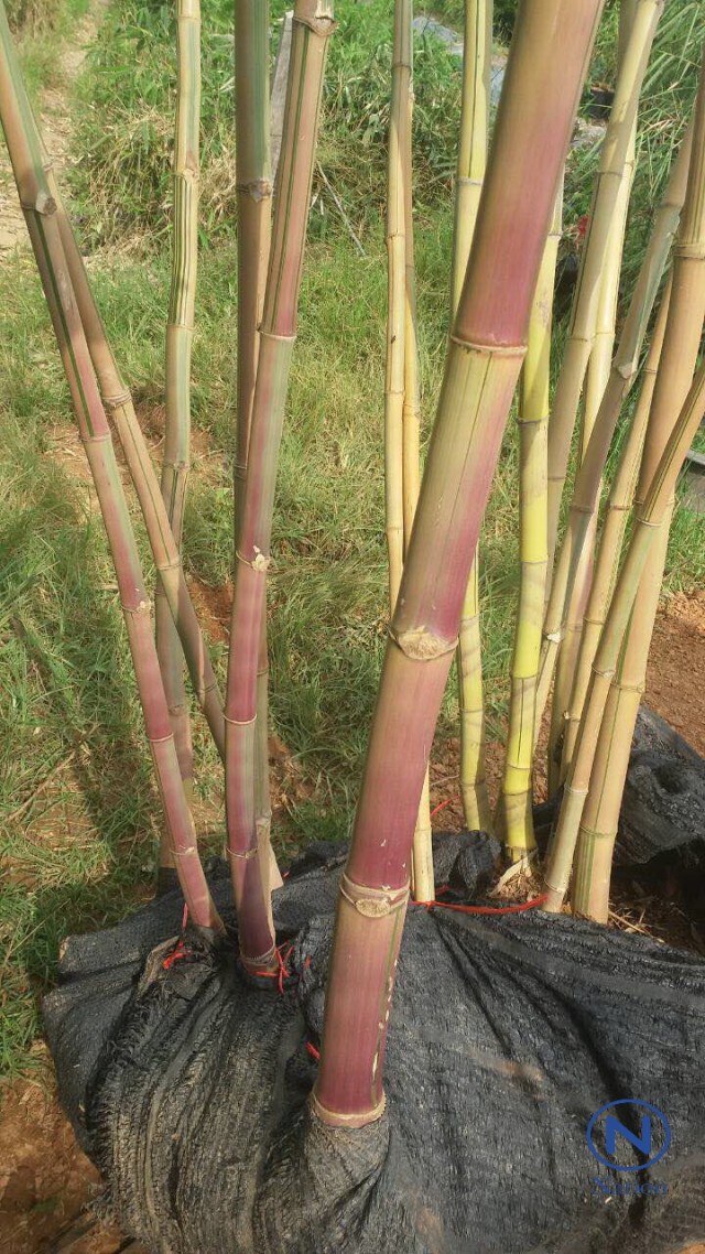 ไผ่ซางสีชมพูแห่งแรกของโลก