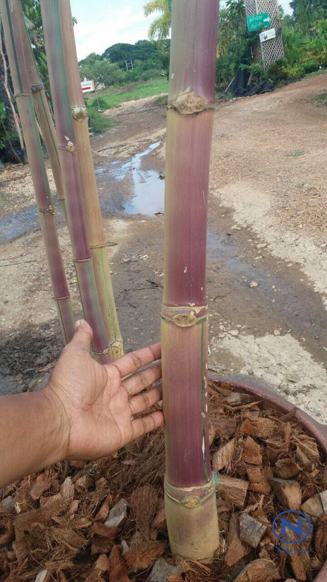 ไผ่ซางสีชมพูแห่งแรกของโลก