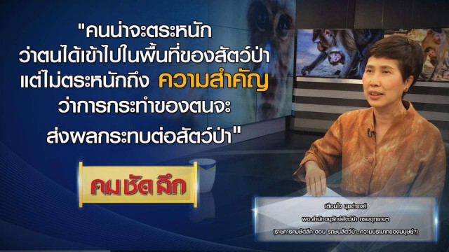 คม ชัด ลึก :  รถชนสัตว์ป่า...ความประมาทของมนุษย์?