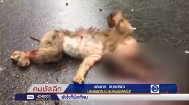 คม ชัด ลึก :  รถชนสัตว์ป่า...ความประมาทของมนุษย์?