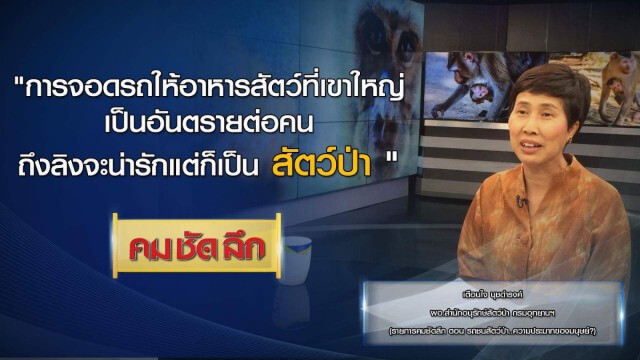 คม ชัด ลึก :  รถชนสัตว์ป่า...ความประมาทของมนุษย์?