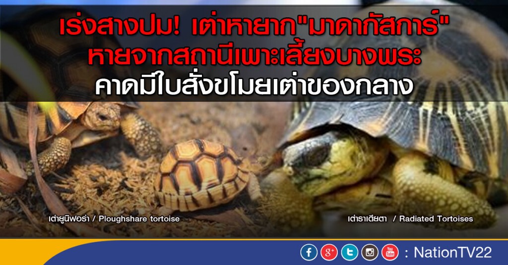 เร่งสางปม! เต่าหายาก"มาดากัสการ์"หาย
คาดมีใบสั่งขโมยเต่าของกลาง เร่งสางปม! เต่าหายาก"มาดากัสการ์"หาย
คาดมีใบสั่งขโมยเต่าของกลาง
