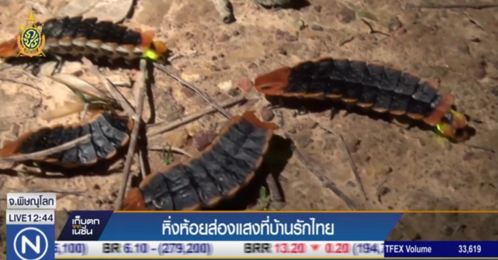 หิ่งห้อยส่องแสงที่บ้านรักไทย