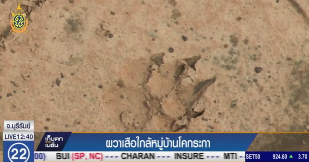 ชาวบ้านโคกระกาผวา..เข้าป่าหาเห็ด กลับเจอเสือ 3 แม่ลูก ชาวบ้านโคกระกาผวา..เข้าป่าหาเห็ด กลับเจอเสือ 3 แม่ลูก