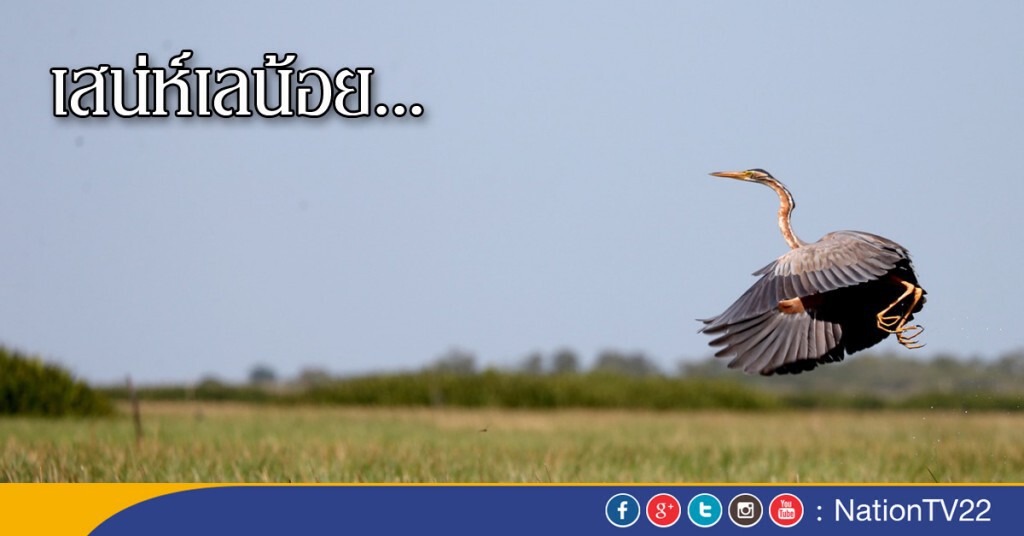 เสน่ห์เลน้อย... เสน่ห์เลน้อย...