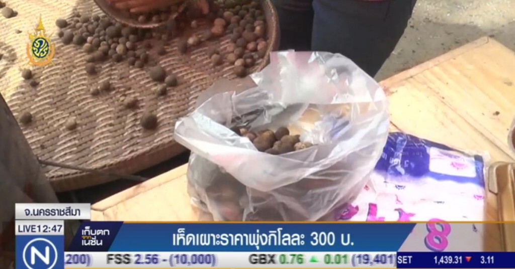 เห็ดเผาะ ขาดตลาด ราคาพุ่งกิโลกรัม ละ 300 บาท เห็ดเผาะ ขาดตลาด ราคาพุ่งกิโลกรัม ละ 300 บาท