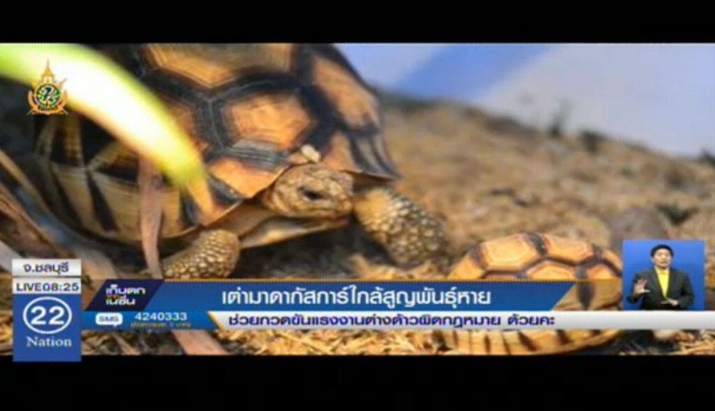 เต่ามาดากัสการ์ใกล้สูญพันธุ์หาย