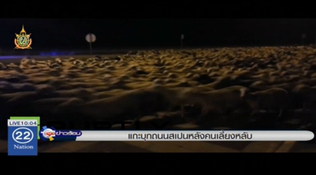แกะบุกถนนสเปน หลังคนเลี้ยงหลับ แกะบุกถนนสเปน หลังคนเลี้ยงหลับ