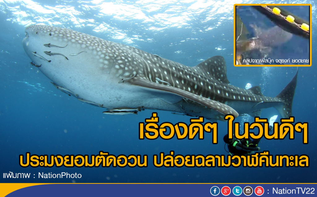 เรื่องดีๆ ในวันดีๆ 
ประมงยอมตัดอวน ปล่อยฉลามวาฬคืนทะเล
