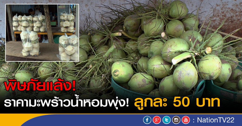 มะพร้าวน้ำหอมพุ่งลูก 50 บาท