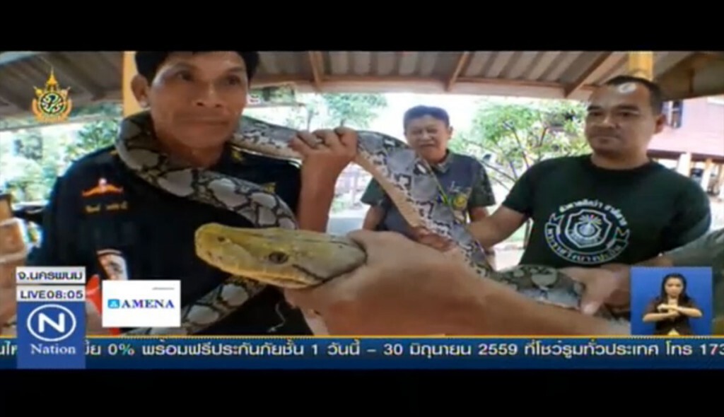 ผวางูเหลือมยักษ์โผล่กินไก่ชาวบ้าน