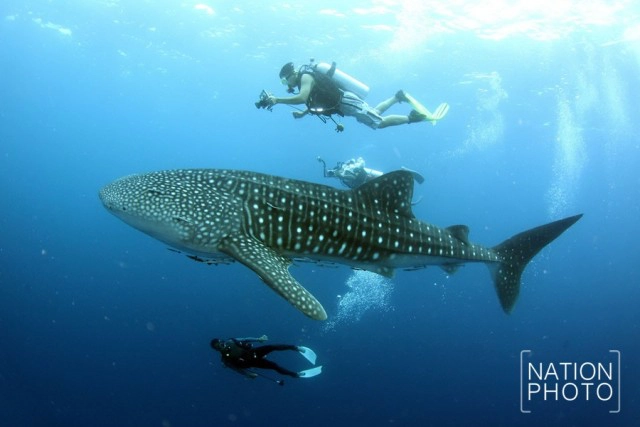 เรื่องดีๆ ในวันดีๆ 
ประมงยอมตัดอวน ปล่อยฉลามวาฬคืนทะเล