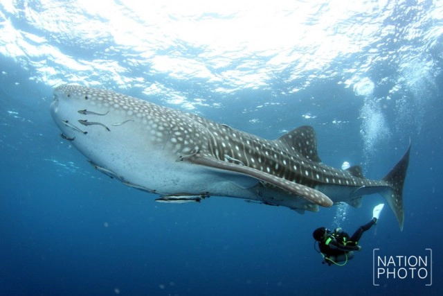 เรื่องดีๆ ในวันดีๆ 
ประมงยอมตัดอวน ปล่อยฉลามวาฬคืนทะเล