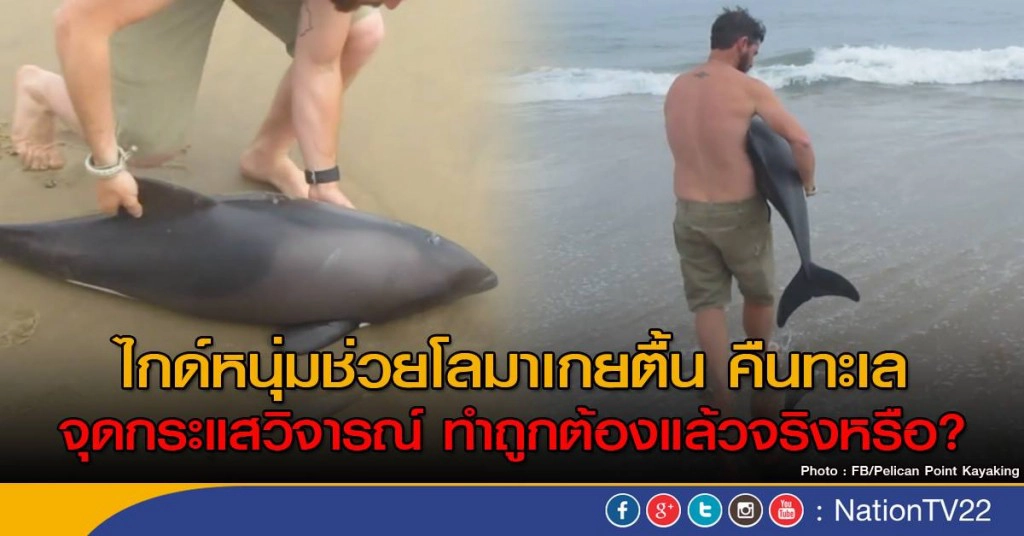 ไกด์หนุ่มช่วยโลมาเกยตื้น คืนทะเล
จุดกระแสวิจารณ์ ทำถูกต้องแล้วจริงหรือ ?