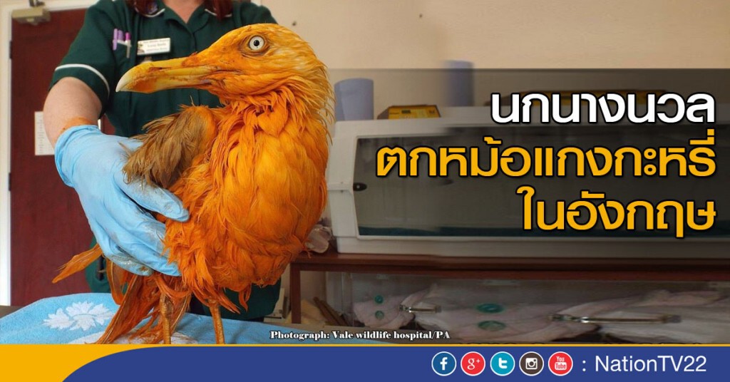 นกนางนวล ตกหม้อแกงกะหรี่ ในอังกฤษ นกนางนวล ตกหม้อแกงกะหรี่ ในอังกฤษ