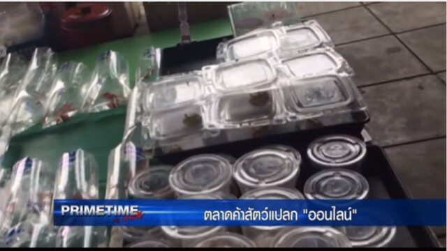 "‎PRIMETIME กับ เทพชัย"‬ : ตลาดค้าสัตว์แปลก "ออนไลน์"