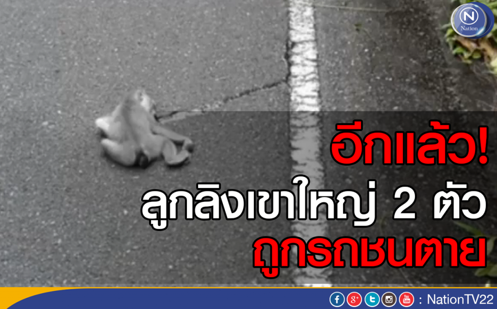 "ลูกลิง" เขาใหญ่ 2 ตัว ถูกรถชนตาย