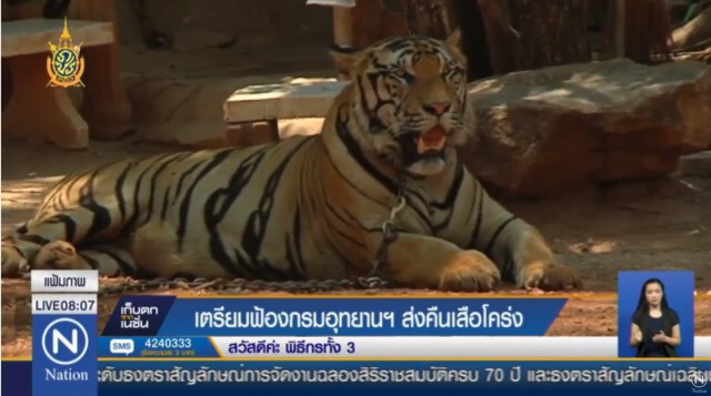 วัดเสือ "ฟ้อง" กรมอุทยานฯ 
ส่งคืนเสือโคร่ง 147 กลับวัด