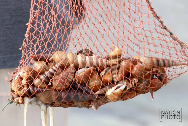 ชาวบ้านเกาะลันตา ออกหา "หอยชักตีน" หอยขึ้นชื่อ จ.กระบี่