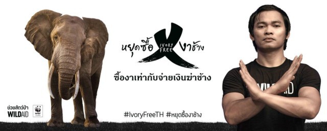 เปิดตัวโครงการ "Ivory Free Thailand - หยุดซื้องาช้าง"
