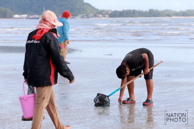 ชาวบ้านเกาะลันตา ออกหา "หอยชักตีน" หอยขึ้นชื่อ จ.กระบี่