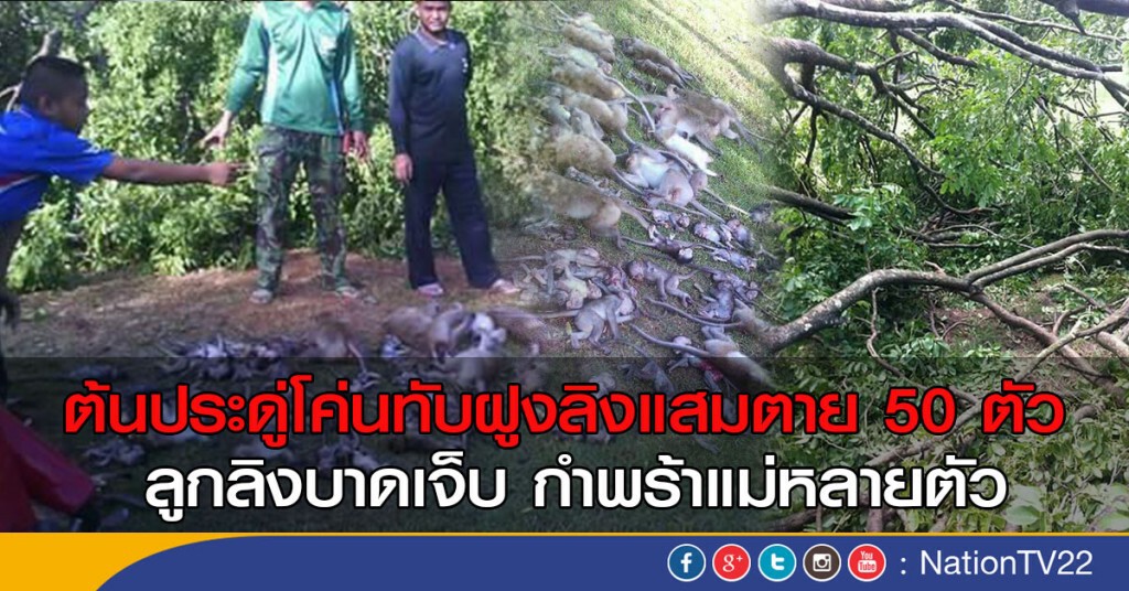 ต้นประดู่โค่นทับฝูงลิงแสมตาย 50 ตัว
ลูกลิงบาดเจ็บกำพร้าแม่หลายตัว ต้นประดู่โค่นทับฝูงลิงแสมตาย 50 ตัว
ลูกลิงบาดเจ็บกำพร้าแม่หลายตัว