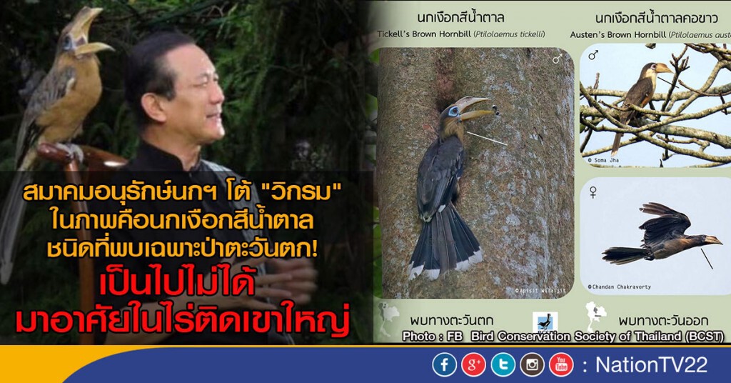 สมาคมอนุรักษ์นกฯโต้ "วิกรม" แจงนกเงือกสีน้ำตาลในภาพ ไม่พบที่เขาใหญ่