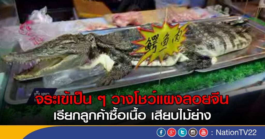 จระเข้วางโชว์บนแผงลอยในจีน จระเข้วางโชว์บนแผงลอยในจีน