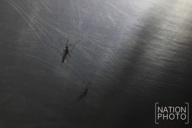 พิธีปล่อยยุงลายตัวผู้เป็นหมันสู่ธรรมชาติ เนื่องในวันไข้เลือดออกอาเซียน