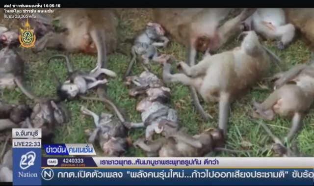 ต้นประดู่โค่นทับฝูงลิงแสมตาย 50 ตัว
 ลูกลิงบาดเจ็บกำพร้าแม่หลายตัว
