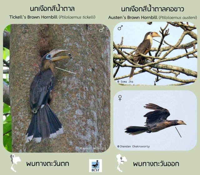 สมาคมอนุรักษ์นกฯโต้ "วิกรม" แจงนกเงือกสีน้ำตาลในภาพ ไม่พบที่เขาใหญ่