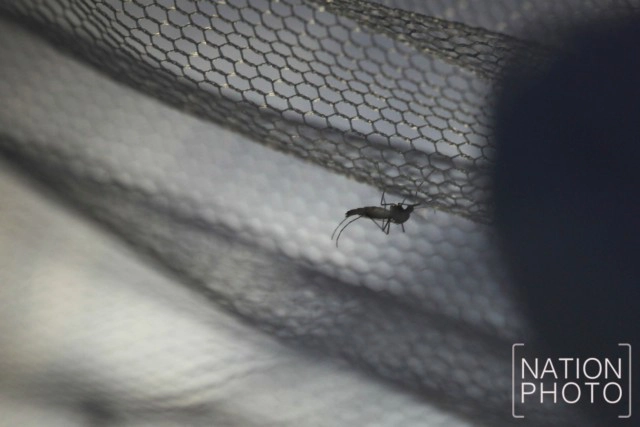 พิธีปล่อยยุงลายตัวผู้เป็นหมันสู่ธรรมชาติ เนื่องในวันไข้เลือดออกอาเซียน