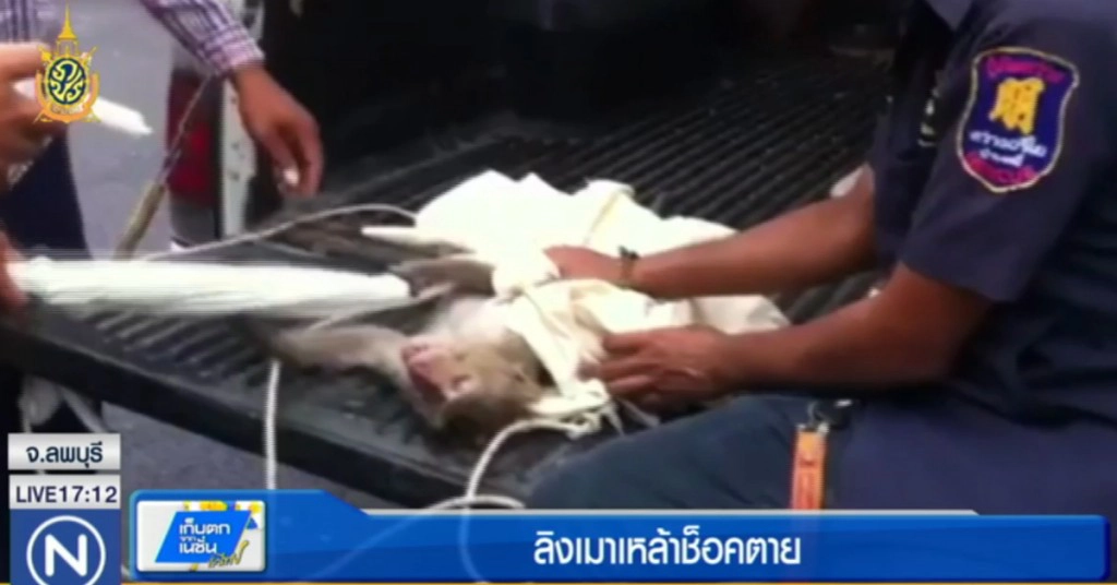 ลิงแสมเมาเหล้าหนัก สุดท้ายช็อกตาย