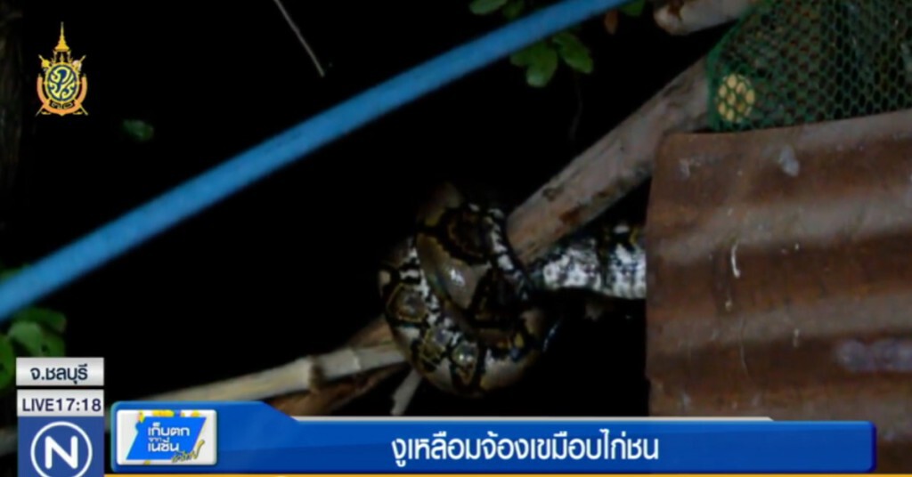 งูเหลือมยักษ์แอบเลื้อยเตรียมเขมือบไก่ชน งูเหลือมยักษ์แอบเลื้อยเตรียมเขมือบไก่ชน