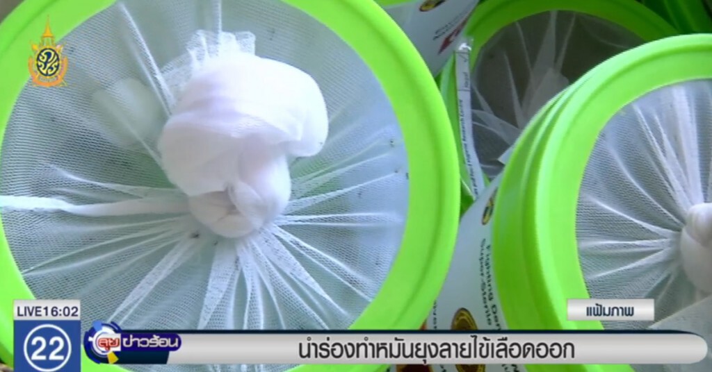 สธ.นำร่องทำหมันยุงลาย ลดไข้เลือดออก