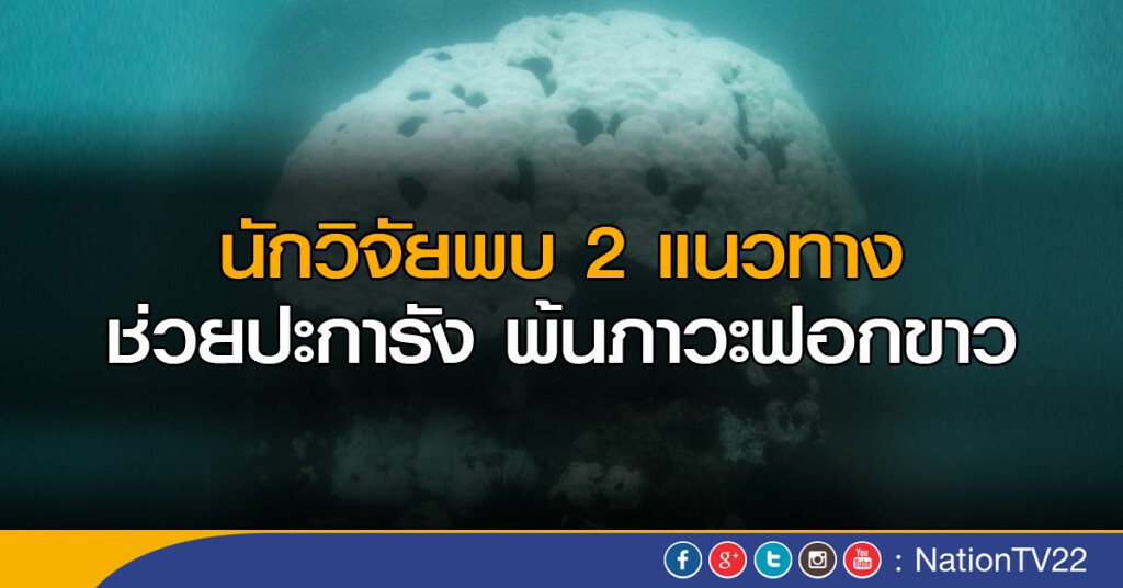วิจัยช่วยปะการังต่อสู้ฟอกขาว