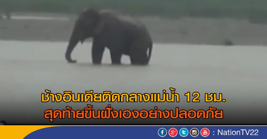 ช้างอินเดียติดกลางแม่น้ำ 12 ชม. ช้างอินเดียติดกลางแม่น้ำ 12 ชม.