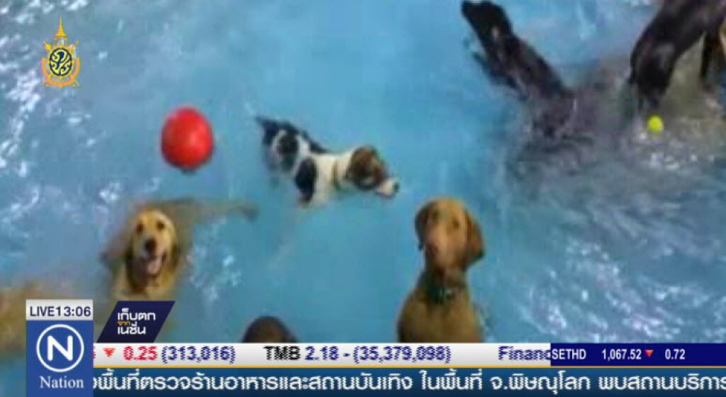 คลิป"สุนัขไม่ว่ายน้ำ"โด่งดังในโซเชียล คลิป"สุนัขไม่ว่ายน้ำ"โด่งดังในโซเชียล