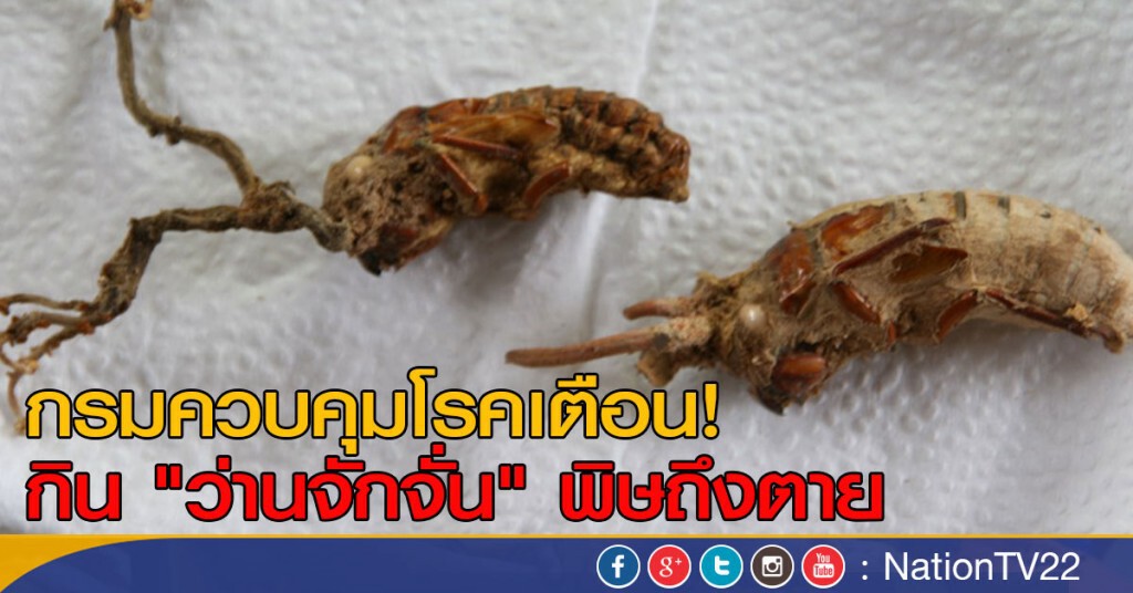 กรมควบคุมโรคเตือน กิน "ว่านจักจั่น" พิษถึงตาย กรมควบคุมโรคเตือน กิน "ว่านจักจั่น" พิษถึงตาย