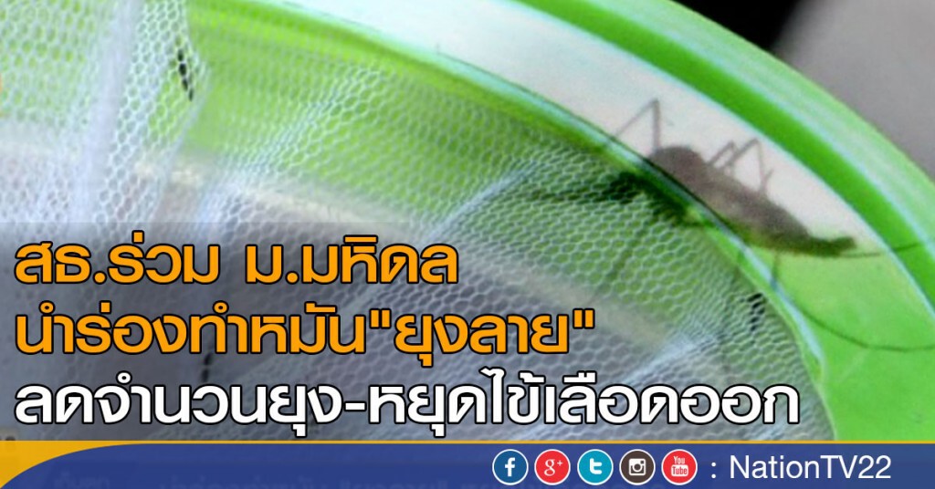 นำร่องทำหมัน"ยุงลาย"หยุดไข้เลือดออก