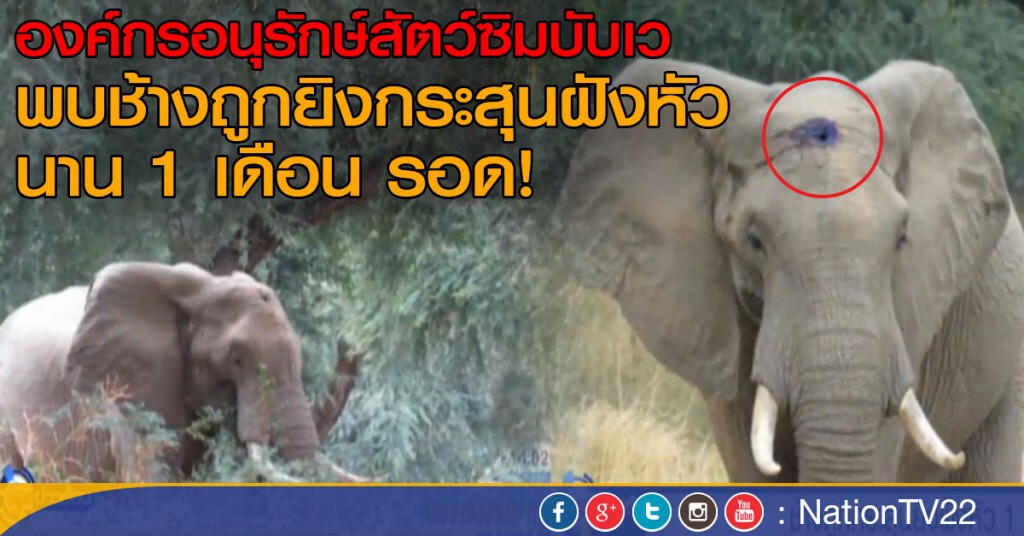 ช้างถูกยิงกระสุนผังหัว 1 เดือน ช้างถูกยิงกระสุนผังหัว 1 เดือน