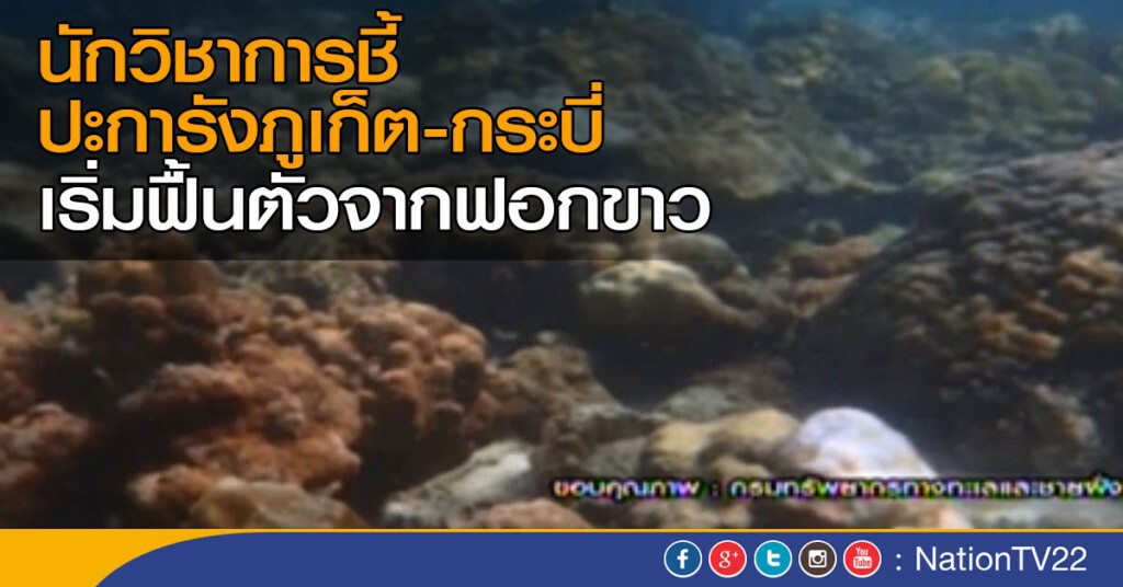 ปะการังภูเก็ต - กระบี่ฟื้นจากฟอกขาว ปะการังภูเก็ต - กระบี่ฟื้นจากฟอกขาว