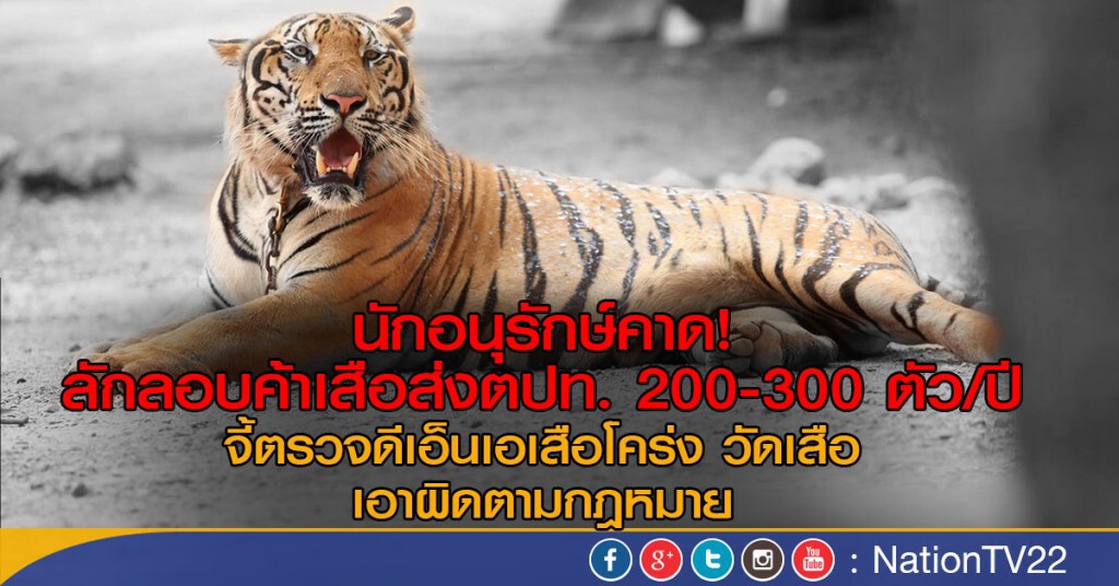 คาดลักลอบค้าเสือส่งต่างประเทศ 200-300 ตัวต่อปี คาดลักลอบค้าเสือส่งต่างประเทศ 200-300 ตัวต่อปี
