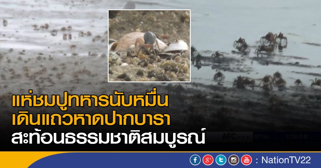 แห่ชมปูทหารนับหมื่น เดินแถวหาดปากบารา สะท้อนธรรมชาติสมบูรณ์ แห่ชมปูทหารนับหมื่น เดินแถวหาดปากบารา สะท้อนธรรมชาติสมบูรณ์