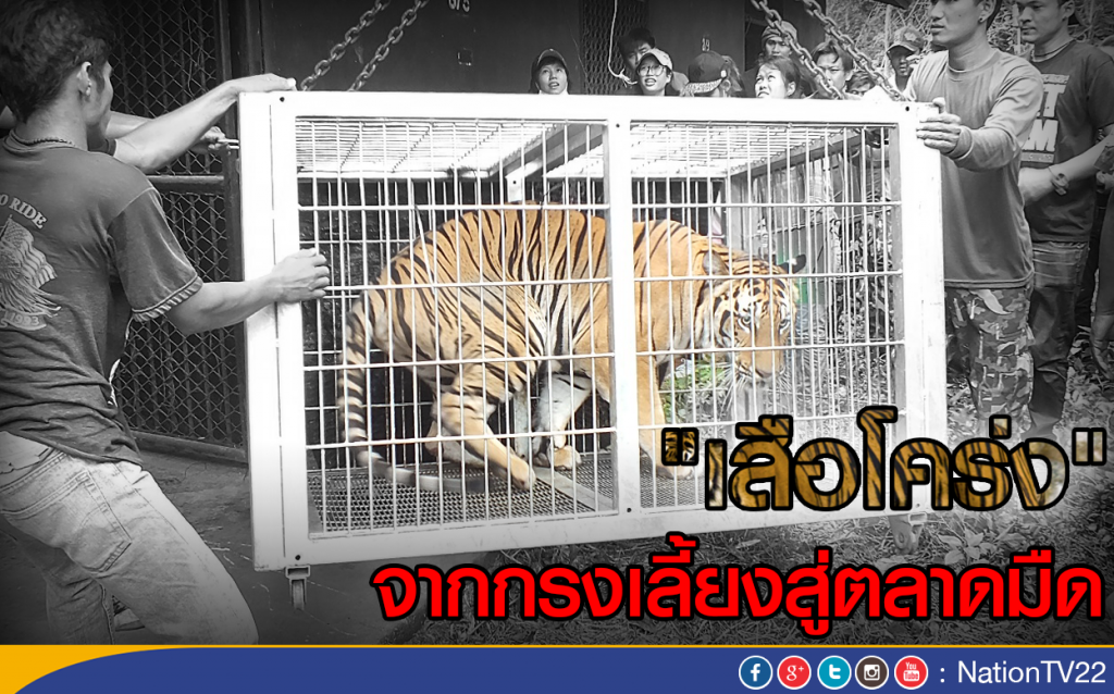 "เสือโคร่ง" จากกรงเลี้ยงสู่ตลาดมืด