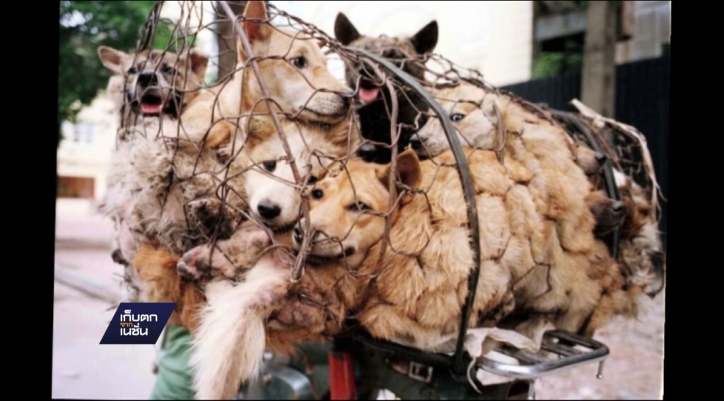 ชาวจีนส่วนใหญ่ค้านเทศกาลกินเนื้อสุนัข