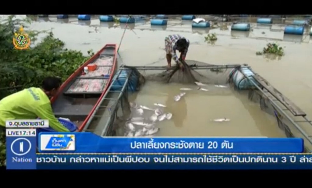 ปลาเลี้ยงกระชังแม่น้ำมูล ตาย 20 ตัน ปลาเลี้ยงกระชังแม่น้ำมูล ตาย 20 ตัน