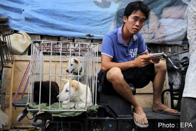 "ชาวจีน" ส่วนใหญ่ ค้านเทศกาลกินเนื้อสุนัข