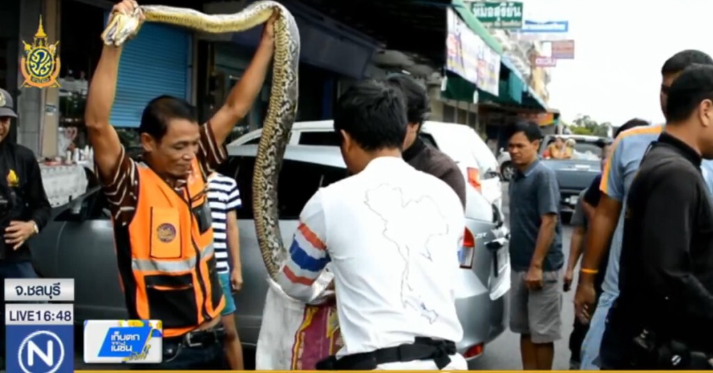 งูเหลือม 4 เมตร หนีน้ำเข้าร้านขายเหล็ก งูเหลือม 4 เมตร หนีน้ำเข้าร้านขายเหล็ก